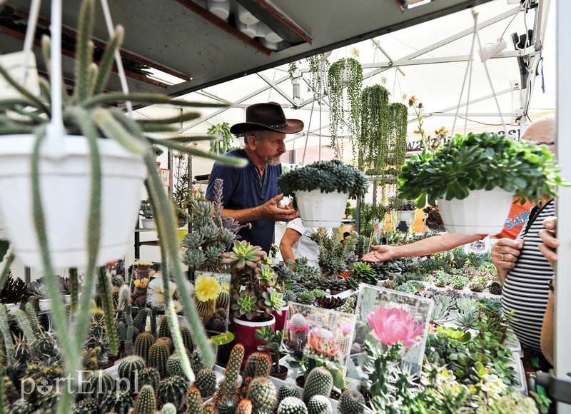 Na starówce smacznie i gwarno zdjęcie nr 135254