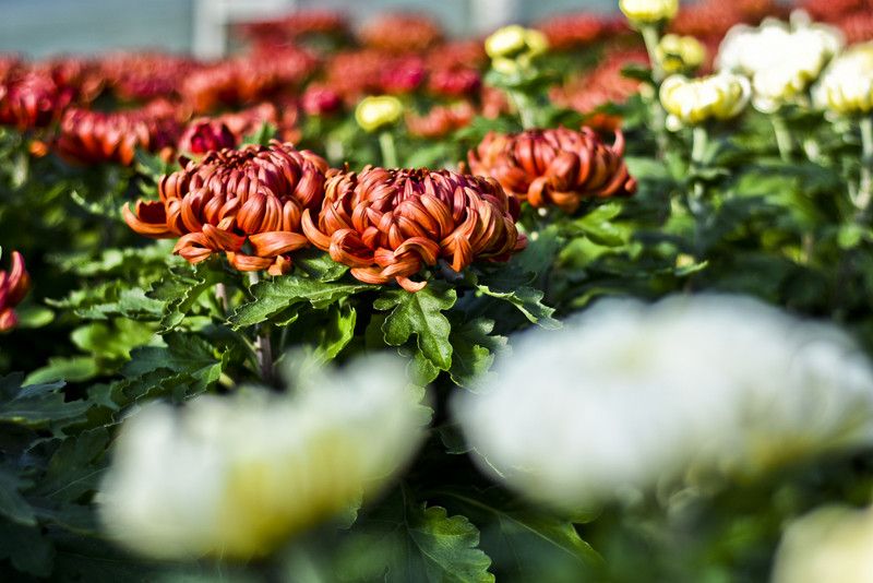 Pamiętajcie o kwiatach... zdjęcie nr 138458