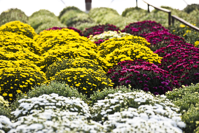 Pamiętajcie o kwiatach... zdjęcie nr 138452