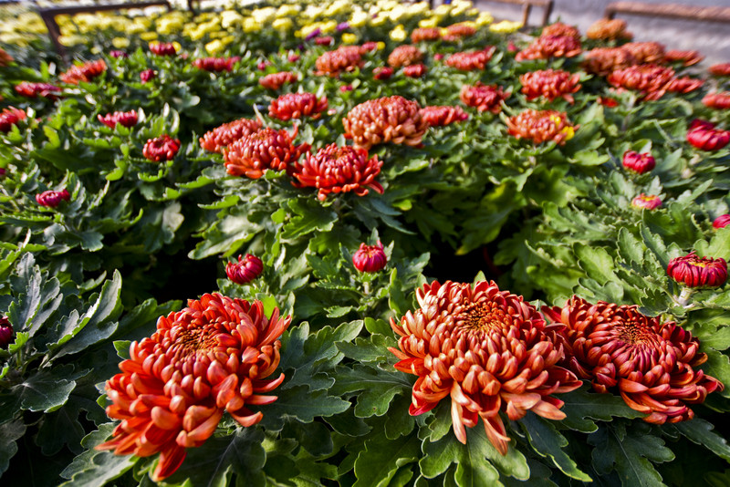 Pamiętajcie o kwiatach... zdjęcie nr 138464