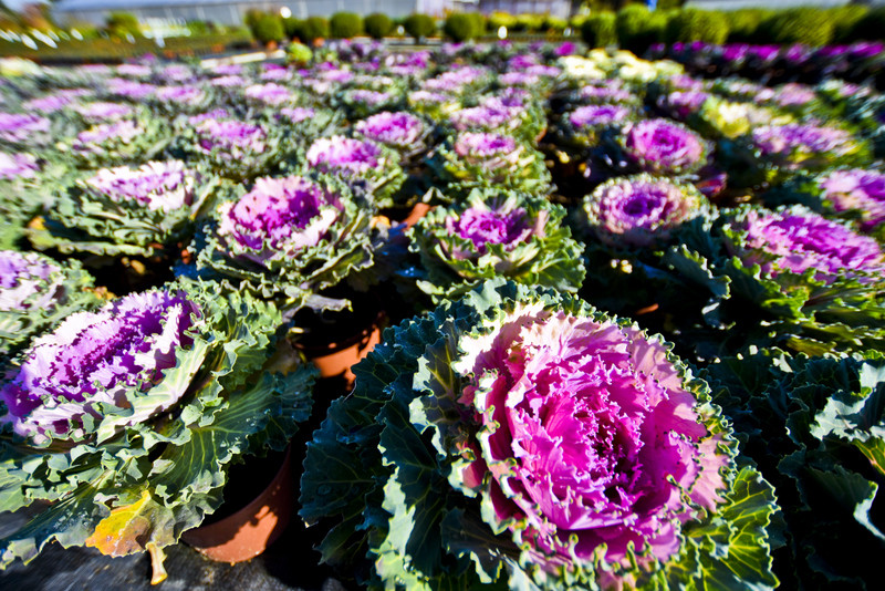 Pamiętajcie o kwiatach... zdjęcie nr 138467