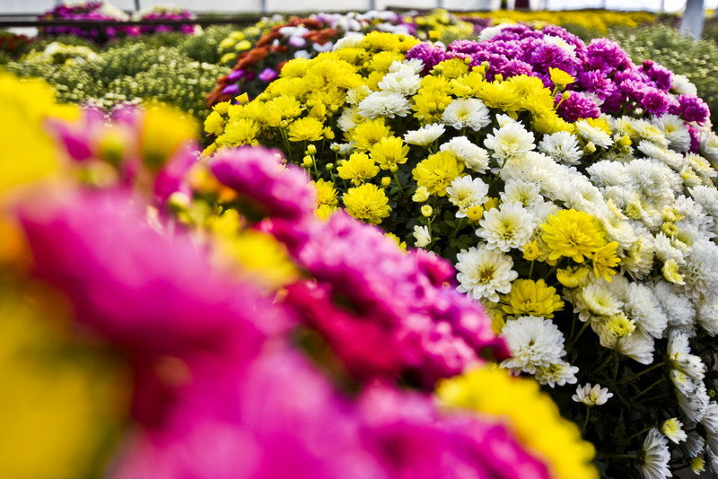 Pamiętajcie o kwiatach... zdjęcie nr 138451