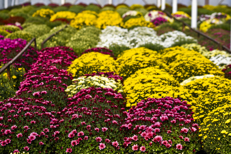 Pamiętajcie o kwiatach... zdjęcie nr 138454