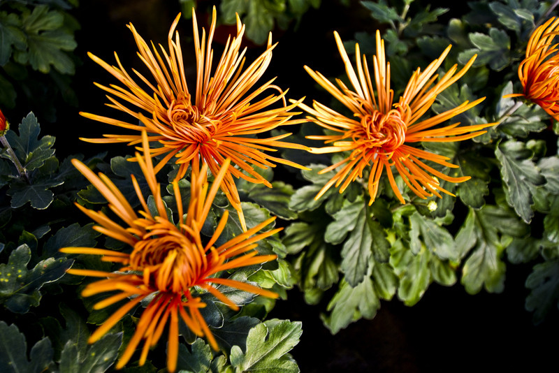 Pamiętajcie o kwiatach... zdjęcie nr 138472