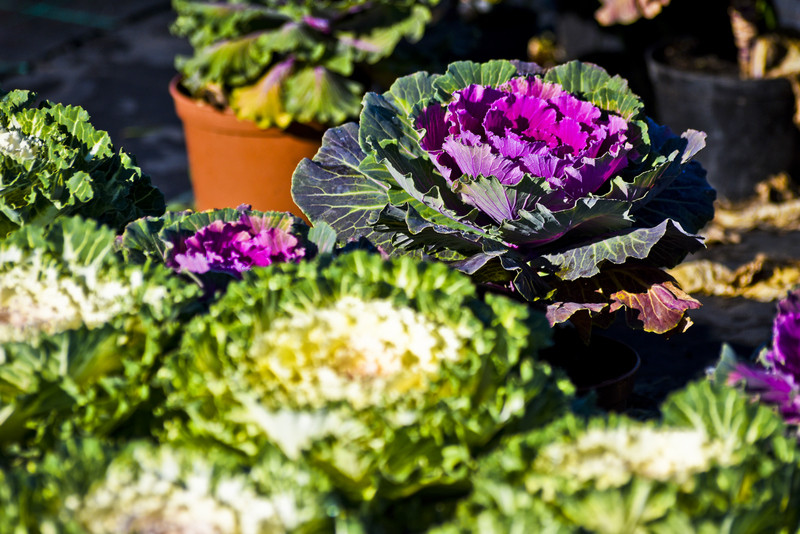 Pamiętajcie o kwiatach... zdjęcie nr 138470