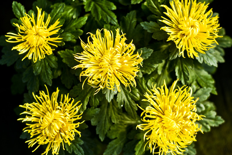 Pamiętajcie o kwiatach... zdjęcie nr 138460