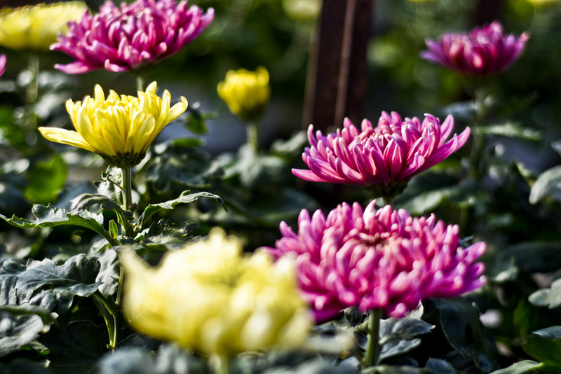 Pamiętajcie o kwiatach... zdjęcie nr 138462