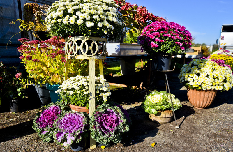 Pamiętajcie o kwiatach... zdjęcie nr 138473