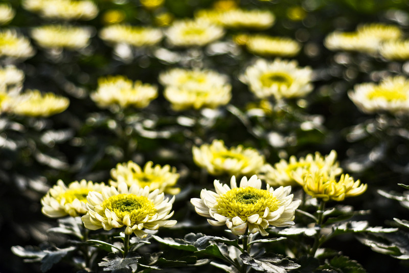 Pamiętajcie o kwiatach... zdjęcie nr 138459