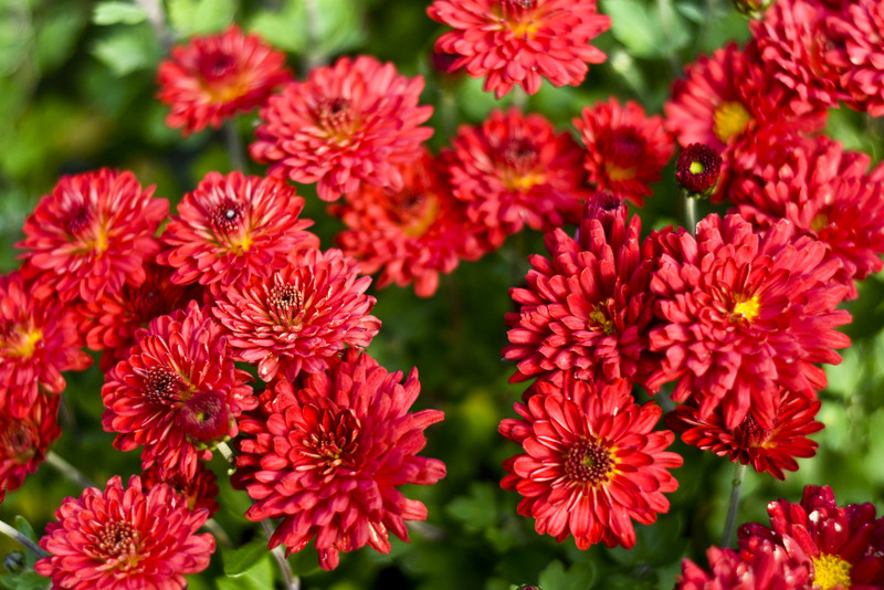 Pamiętajcie o kwiatach... zdjęcie nr 138457