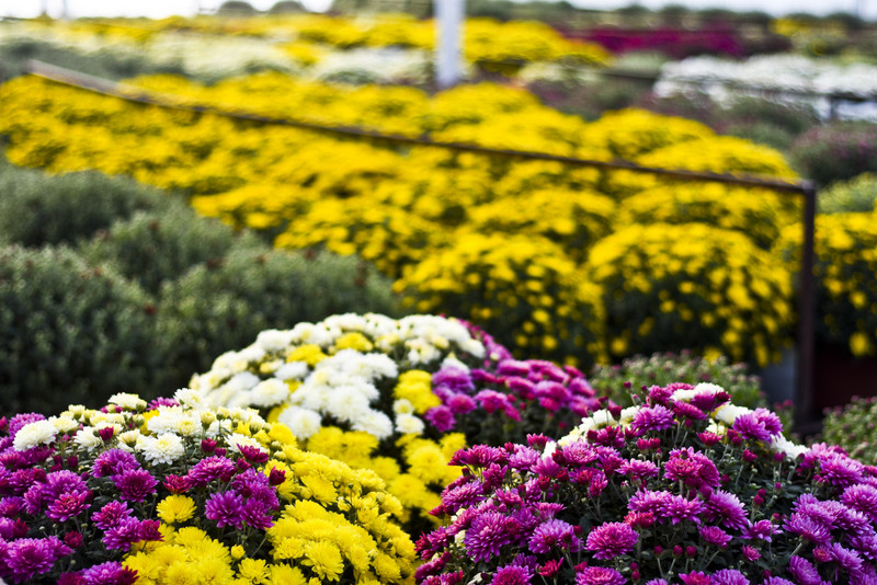 Elbląg Pamiętajcie o kwiatach...