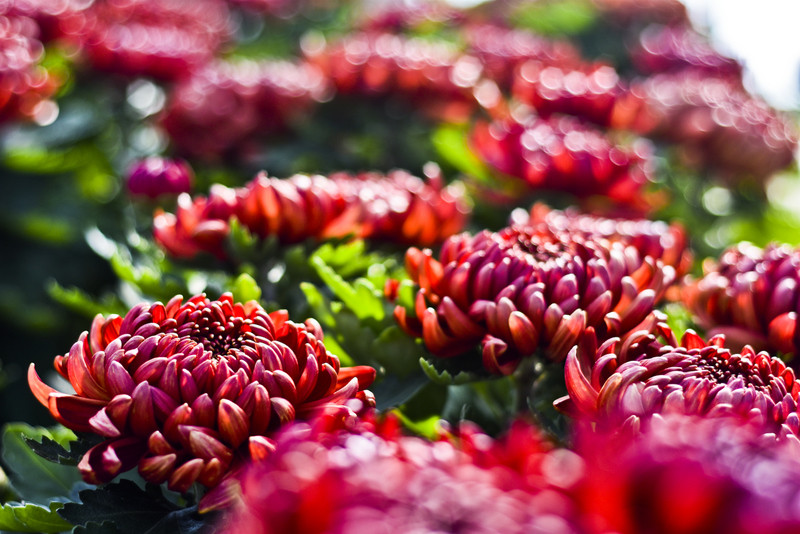 Pamiętajcie o kwiatach... zdjęcie nr 138456