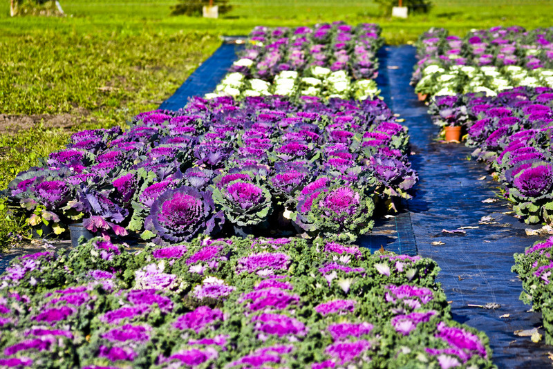 Pamiętajcie o kwiatach... zdjęcie nr 138468