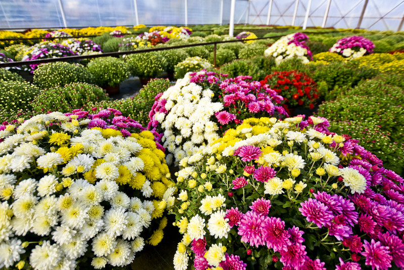 Pamiętajcie o kwiatach... zdjęcie nr 138453