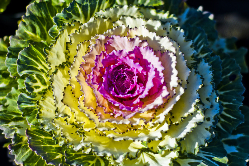 Pamiętajcie o kwiatach... zdjęcie nr 138466