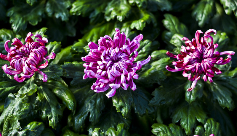 Pamiętajcie o kwiatach... zdjęcie nr 138461