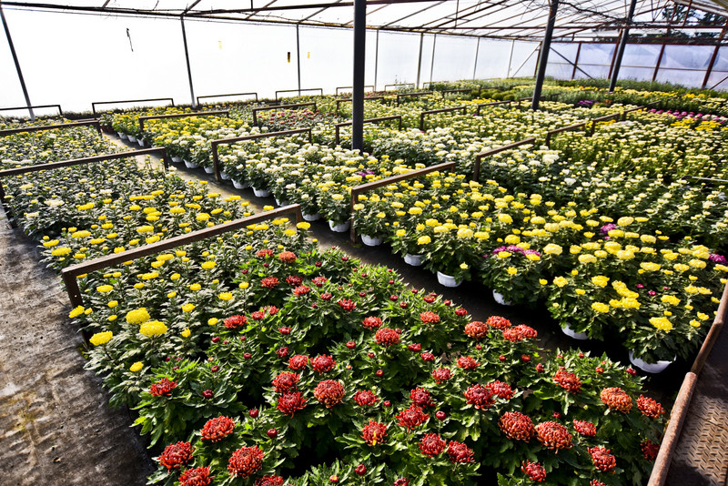 Pamiętajcie o kwiatach... zdjęcie nr 138463