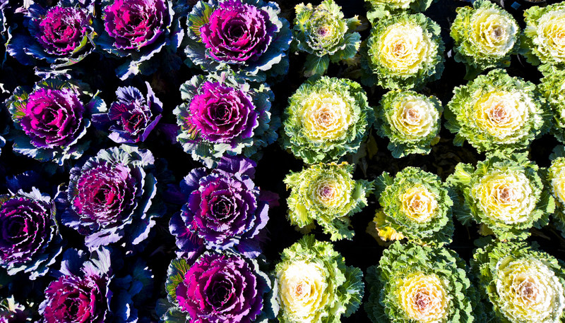 Pamiętajcie o kwiatach... zdjęcie nr 138471