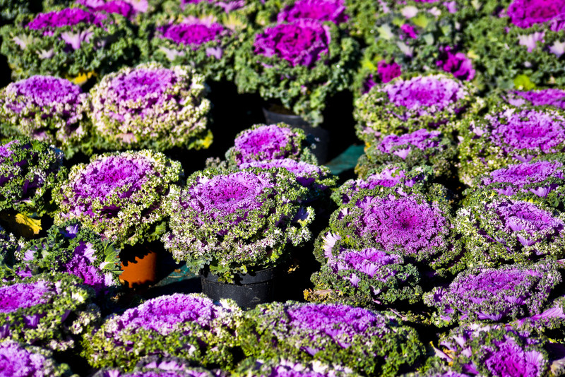 Pamiętajcie o kwiatach... zdjęcie nr 138469