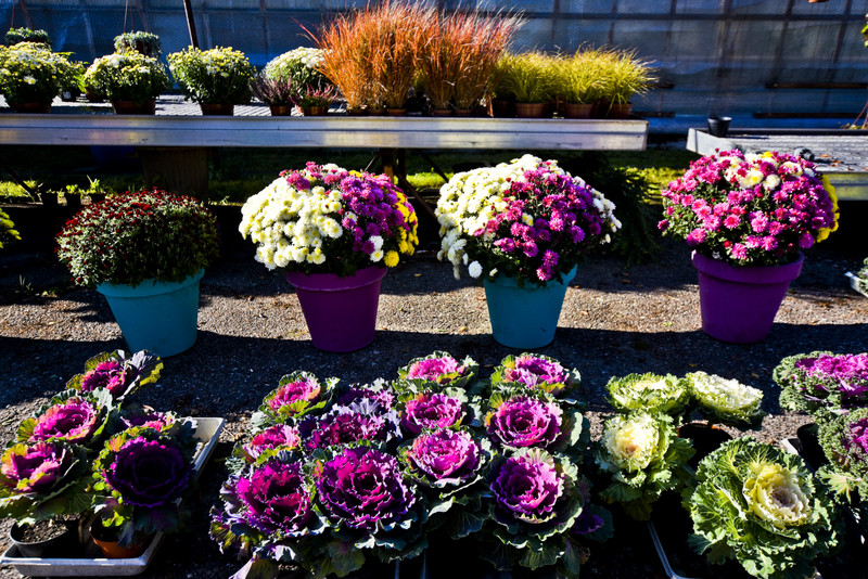 Pamiętajcie o kwiatach... zdjęcie nr 138474