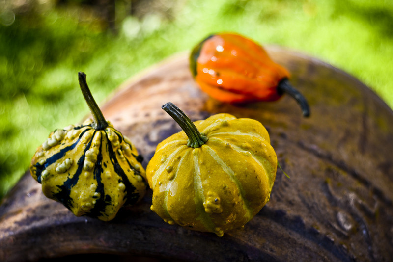 Pamiętajcie o kwiatach... zdjęcie nr 138477