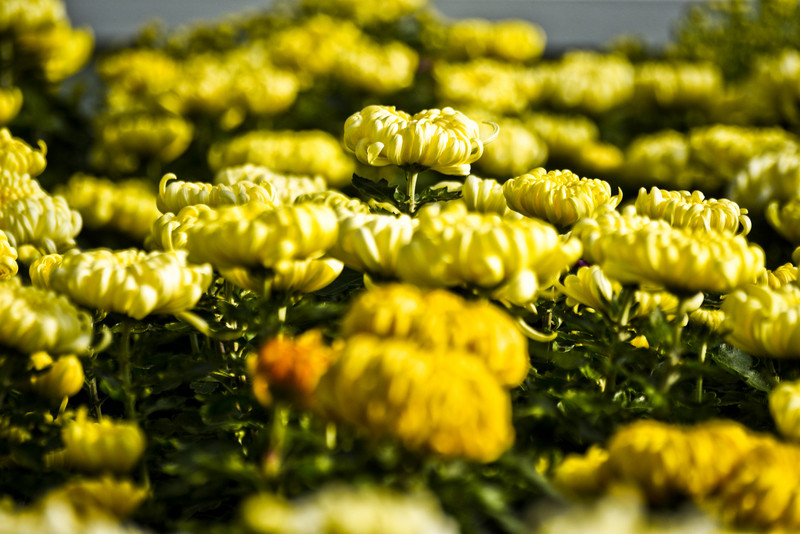 Pamiętajcie o kwiatach... zdjęcie nr 138455