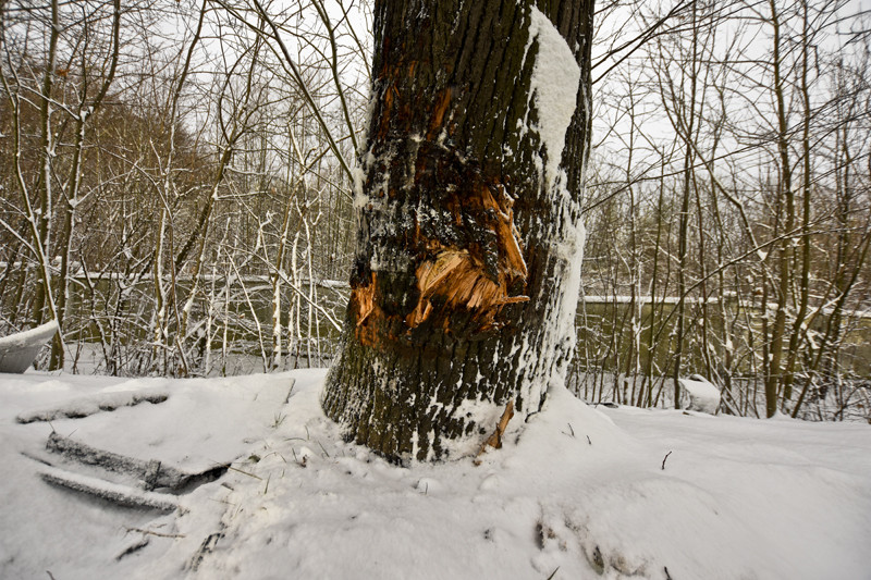 Wpadł w poślizg i uderzył w drzewo. Dwie osoby ranne zdjęcie nr 140810