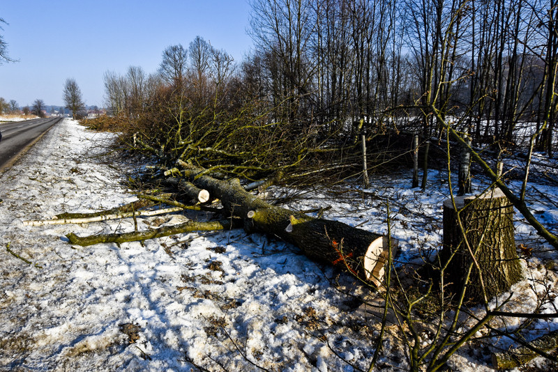 Wycinka na Fromborskiej, tu będzie ścieżka zdjęcie nr 144983