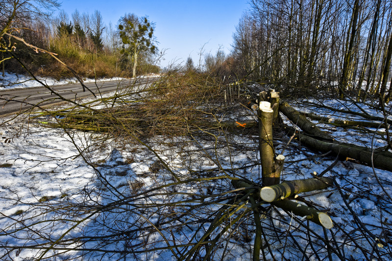 Wycinka na Fromborskiej, tu będzie ścieżka zdjęcie nr 144981