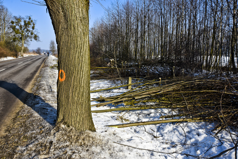 Wycinka na Fromborskiej, tu będzie ścieżka zdjęcie nr 144980