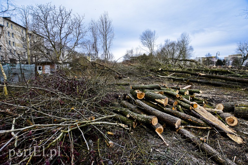 Wyrzynają w pień, bo mogą  zdjęcie nr 146240