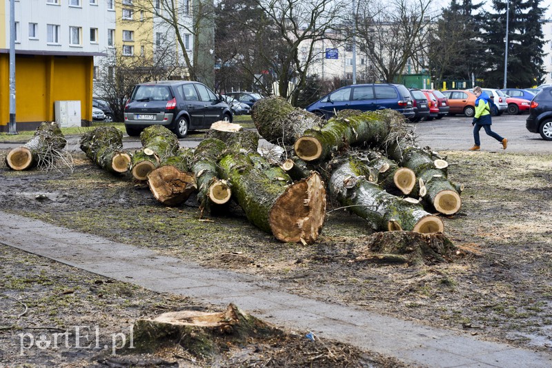 Wyrzynają w pień, bo mogą  zdjęcie nr 146092