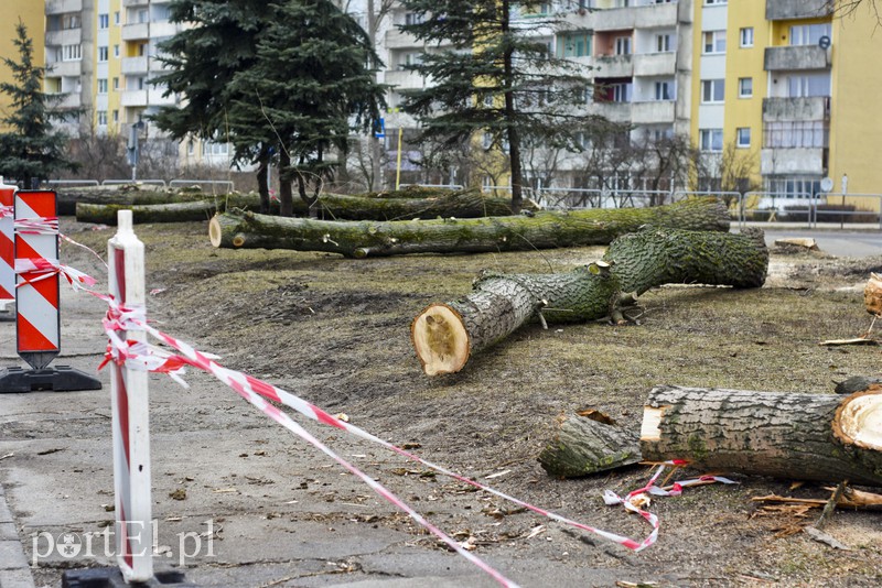 Wyrzynają w pień, bo mogą  zdjęcie nr 146098