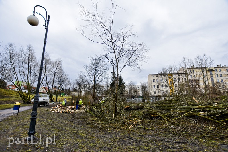 Wyrzynają w pień, bo mogą  zdjęcie nr 146235