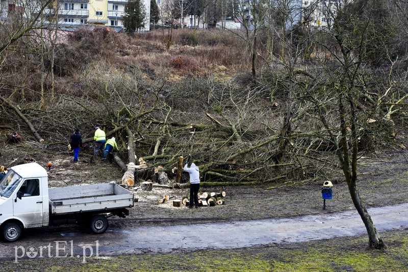 Wyrzynają w pień, bo mogą  zdjęcie nr 146232