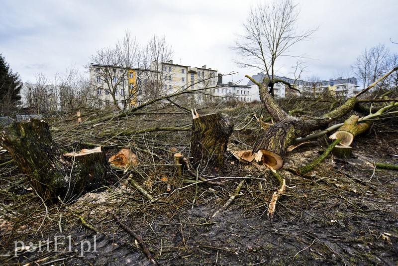 Wyrzynają w pień, bo mogą  zdjęcie nr 146236