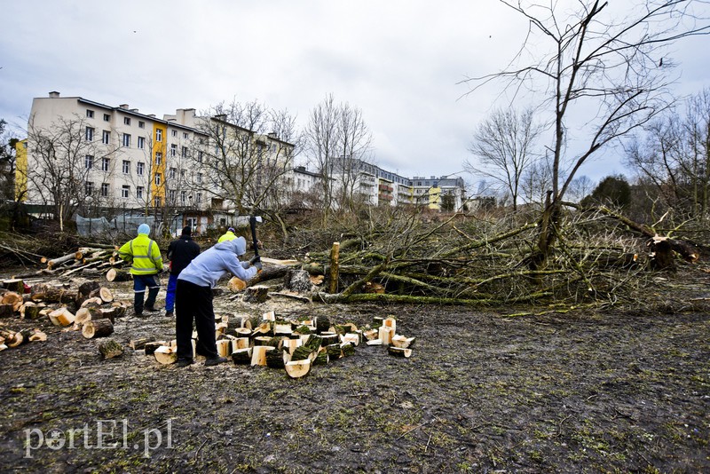 Wyrzynają w pień, bo mogą  zdjęcie nr 146234