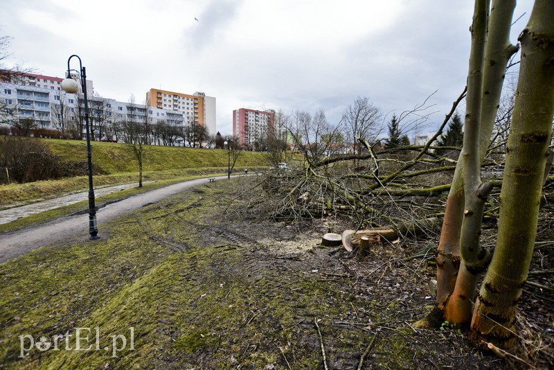 Wyrzynają w pień, bo mogą  zdjęcie nr 146237