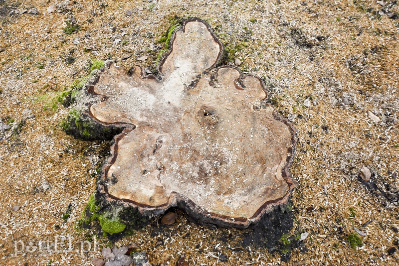 Wielkie cięcie na Zawadzie zdjęcie nr 146931