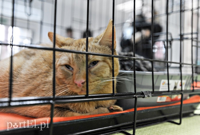 Z miłości do kotów zdjęcie nr 147149