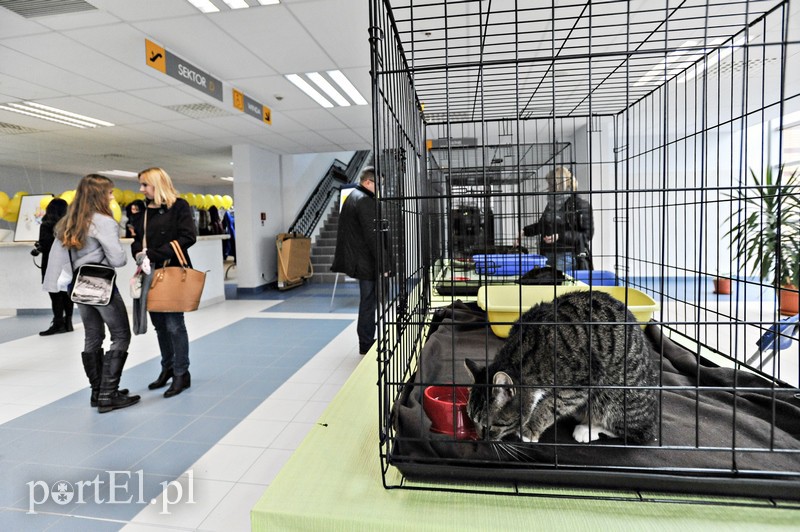 Z miłości do kotów zdjęcie nr 147142