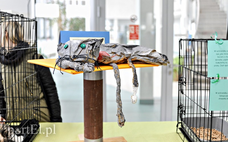 Z miłości do kotów zdjęcie nr 147138