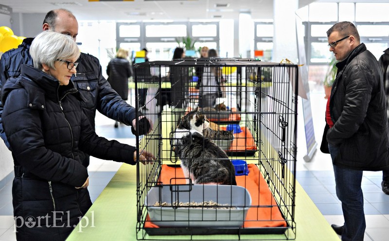 Z miłości do kotów zdjęcie nr 147140