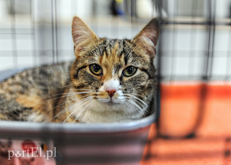 Z miłości do kotów zdjęcie nr 147141