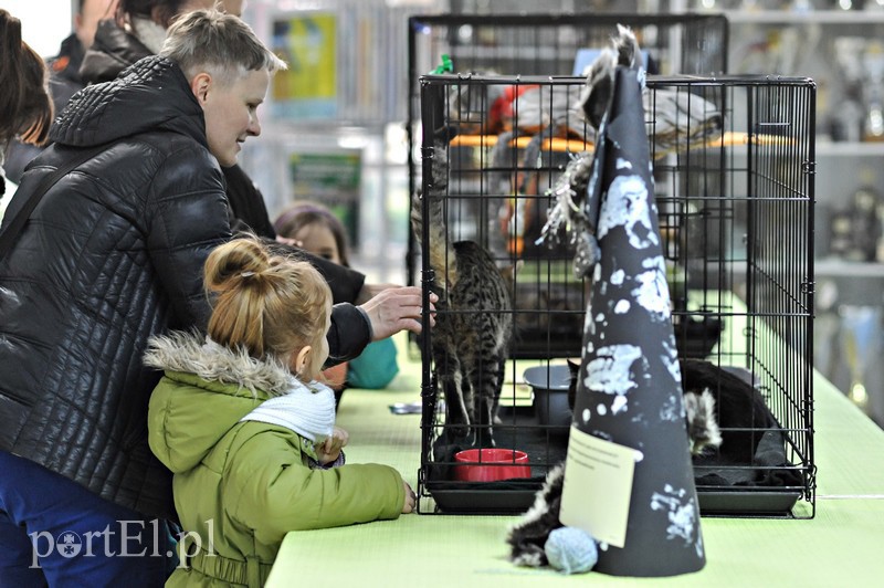 Z miłości do kotów zdjęcie nr 147154