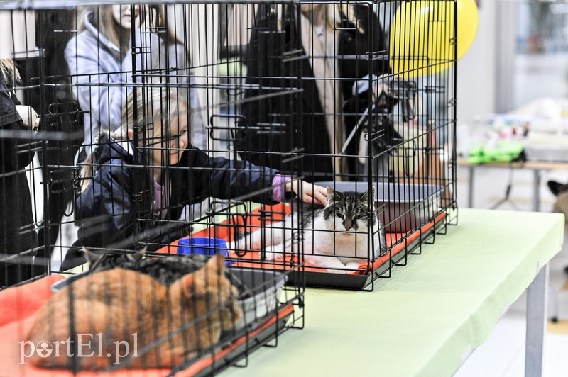 Z miłości do kotów zdjęcie nr 147151