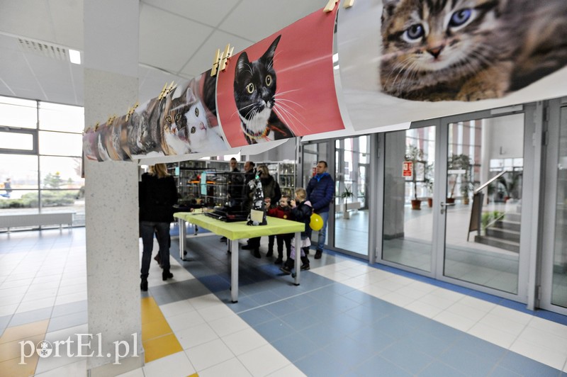 Z miłości do kotów zdjęcie nr 147145