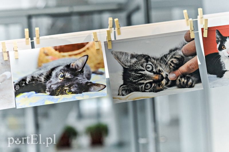Z miłości do kotów zdjęcie nr 147153