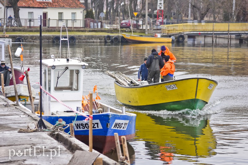 Na Zalewie rozpoczęły się "śledziowe żniwa" zdjęcie nr 147346