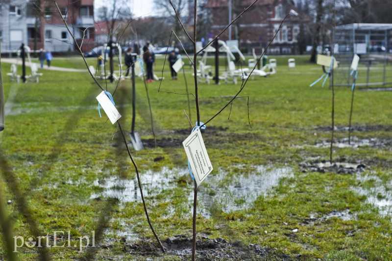 Jedni tną, inni sadzą zdjęcie nr 148123